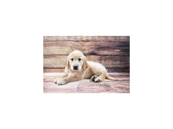 Golden Retriever-DOG-Female-Golden-111-PetCenter Old Bridge, New Jersey