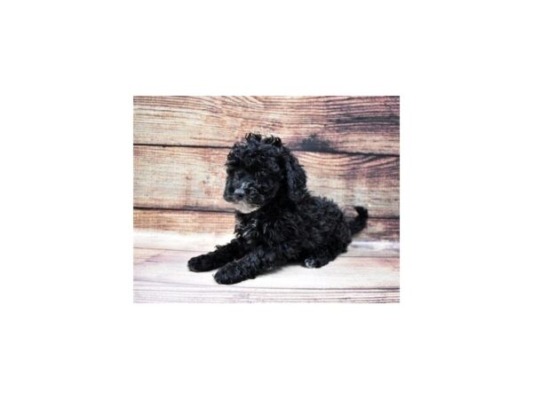 Bichon Poo-DOG-Female-Black-112-PetCenter Old Bridge, New Jersey
