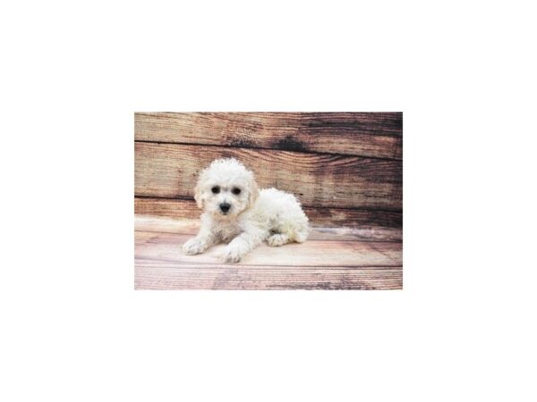 Bichon Poo-DOG-Male-Cream-113-PetCenter Old Bridge, New Jersey