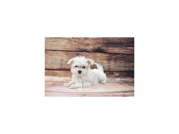 Maltese-DOG-Male-White-115-PetCenter Old Bridge, New Jersey