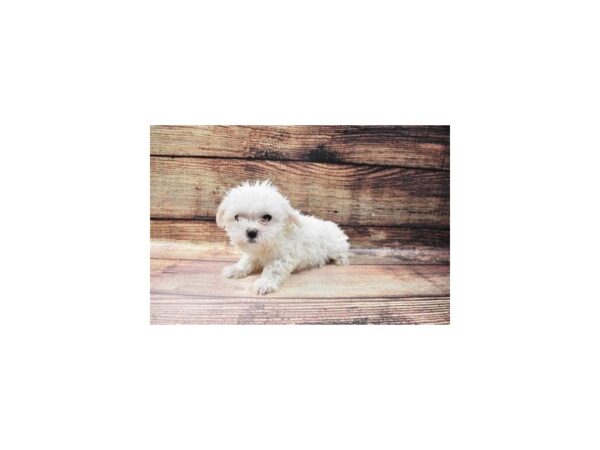 Maltese-DOG-Female-White-116-PetCenter Old Bridge, New Jersey