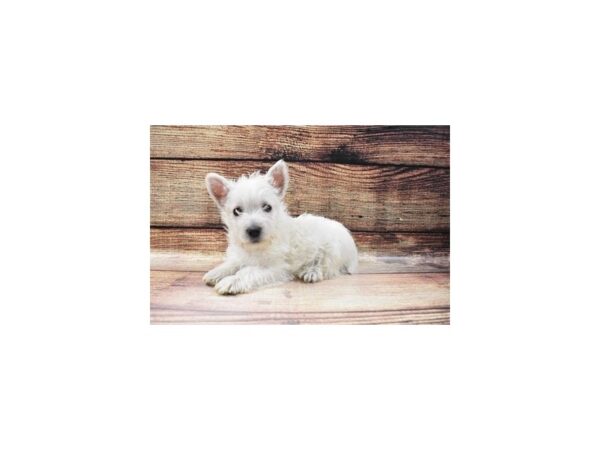 West Highland White Terrier-DOG-Male-White-118-PetCenter Old Bridge, New Jersey