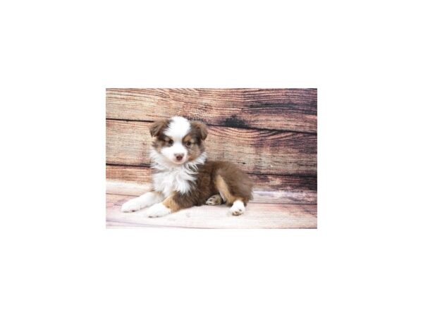 Miniature Australian Shepherd-DOG-Female-Red and White-119-PetCenter Old Bridge, New Jersey