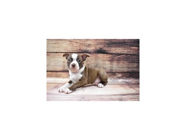 Boston Terrier-DOG-Male-Seal and White-120-PetCenter Old Bridge, New Jersey