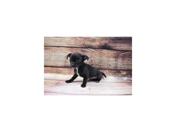 Chihuahua-DOG-Female-Black-121-PetCenter Old Bridge, New Jersey