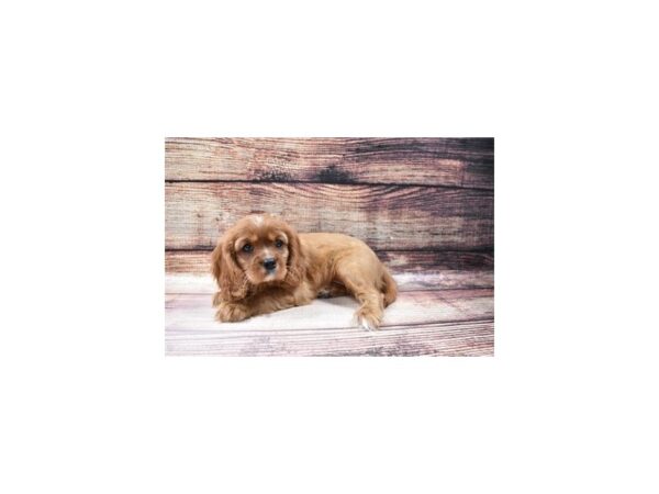 Cavalier King Charles Spaniel-DOG-Female-Ruby-122-PetCenter Old Bridge, New Jersey