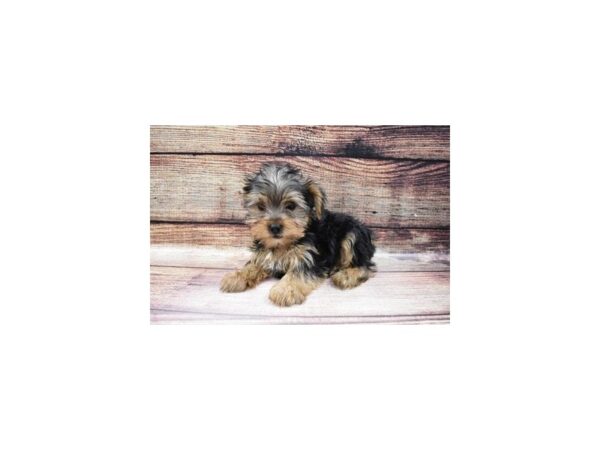 Yorkshire Terrier-DOG-Male-Black and Tan-123-PetCenter Old Bridge, New Jersey