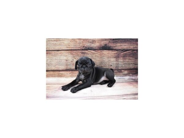 Pug-DOG-Male-Black-124-PetCenter Old Bridge, New Jersey