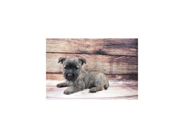 Cairn Terrier-DOG-Male-Wheaten-125-PetCenter Old Bridge, New Jersey