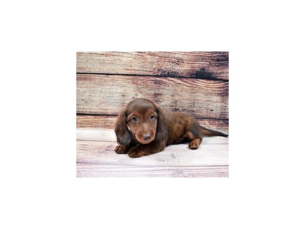 Dachshund-DOG-Male-Chocolate and Tan-126-PetCenter Old Bridge, New Jersey