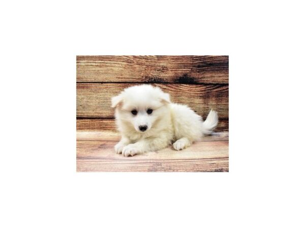 American Eskimo-DOG-Male-White-127-PetCenter Old Bridge, New Jersey