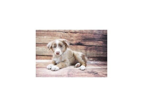 Australian Shepherd-DOG-Female-Red Merle-128-PetCenter Old Bridge, New Jersey