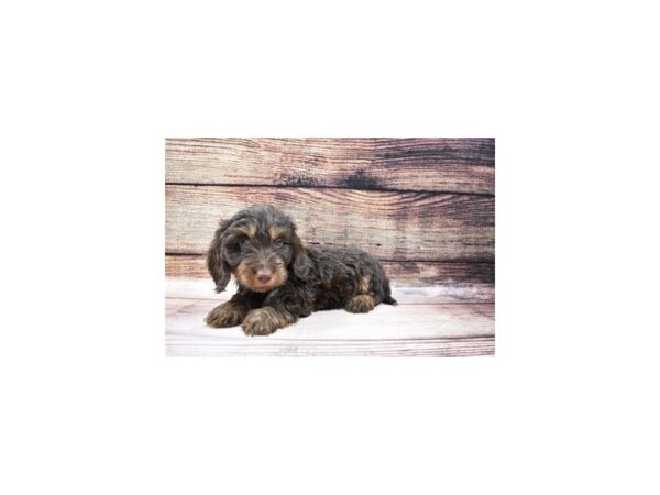 Dachshund-DOG-Male-Chocolate and Tan-129-PetCenter Old Bridge, New Jersey