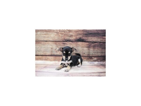 Chorkie-DOG-Female-Black and Tan-130-PetCenter Old Bridge, New Jersey