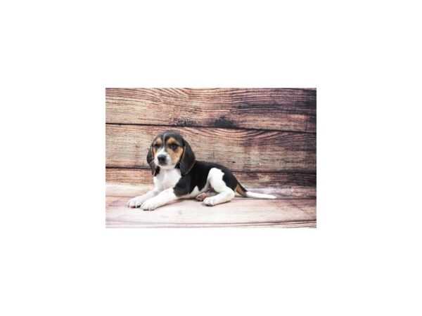 Beagle-DOG-Male-Black White and Tan-131-PetCenter Old Bridge, New Jersey
