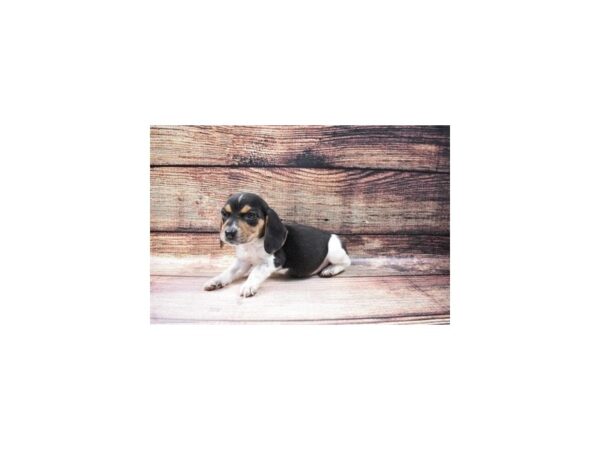 Beagle-DOG-Female-Black White and Tan-132-PetCenter Old Bridge, New Jersey