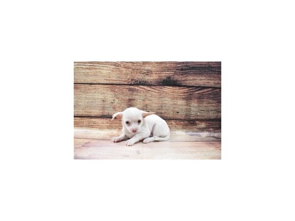 Chihuahua-DOG-Male-Cream-133-PetCenter Old Bridge, New Jersey