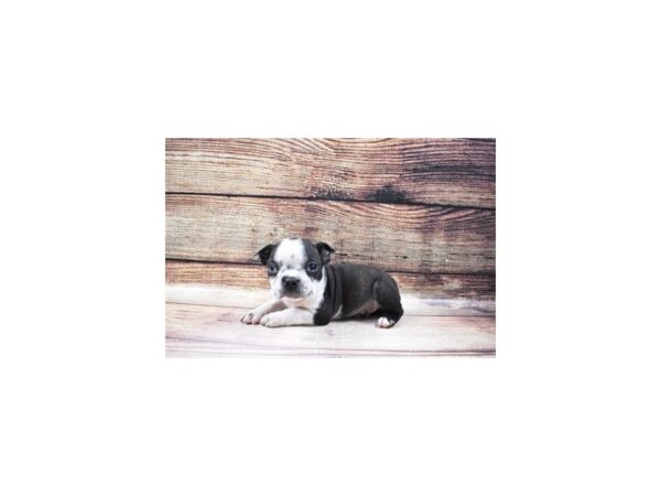 Boston Terrier-DOG-Male-Black Brindle and White-134-PetCenter Old Bridge, New Jersey