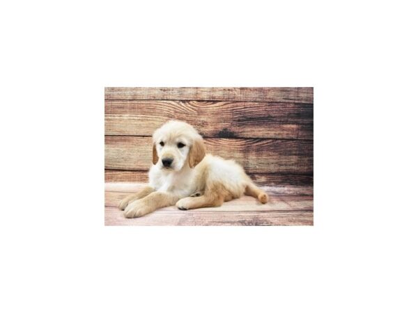 Golden Retriever-DOG-Female-Golden-135-PetCenter Old Bridge, New Jersey