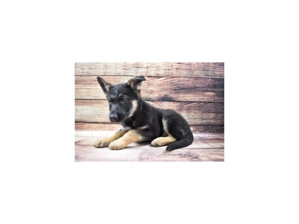 German Shepherd-DOG-Female-Black and Tan-136-PetCenter Old Bridge, New Jersey