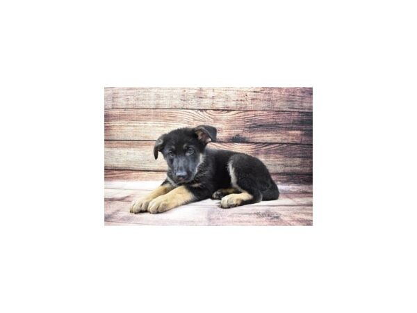 German Shepherd-DOG-Male-Black and Tan-137-PetCenter Old Bridge, New Jersey