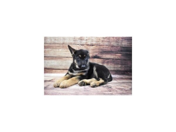 German Shepherd-DOG-Male-Black and Tan-138-PetCenter Old Bridge, New Jersey