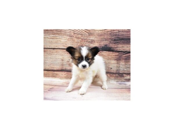 Papillon-DOG-Male-White and Red-139-PetCenter Old Bridge, New Jersey