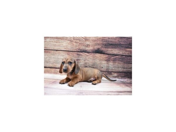 Dachshund-DOG-Male-Red-140-PetCenter Old Bridge, New Jersey