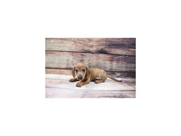 Dachshund-DOG-Male-Red-141-PetCenter Old Bridge, New Jersey