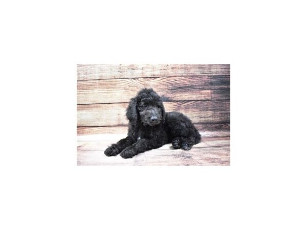 Goldendoodle 2nd Gen-DOG-Female-Black-142-PetCenter Old Bridge, New Jersey