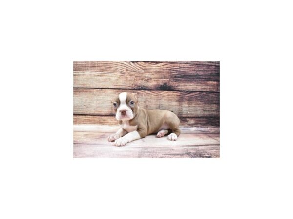 Boston Terrier-DOG-Male-Seal and White-143-PetCenter Old Bridge, New Jersey