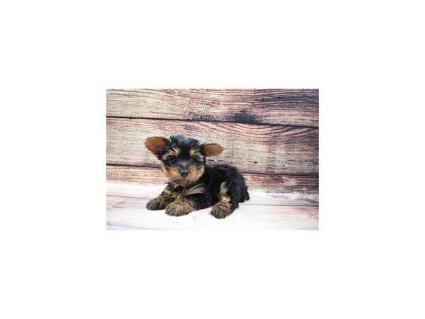 Yorkshire Terrier-DOG-Male-Black and Tan-145-PetCenter Old Bridge, New Jersey