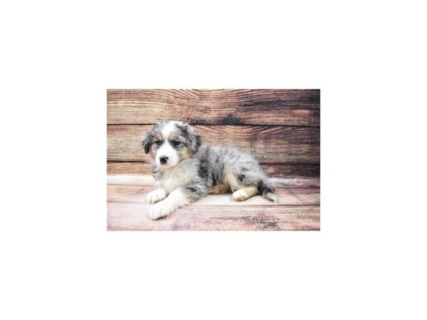 Australian Shepherd Mix-DOG-Female-Blue and White-146-PetCenter Old Bridge, New Jersey