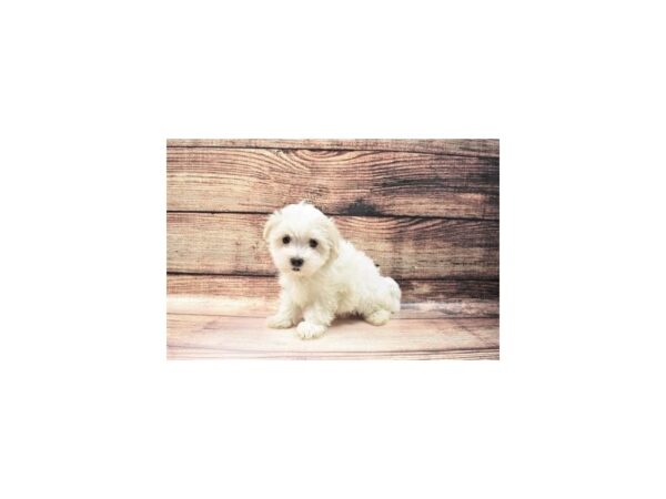 Maltese-DOG-Male-White-147-PetCenter Old Bridge, New Jersey