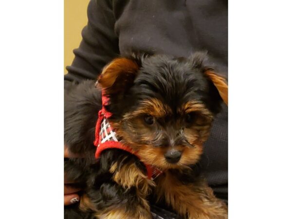 Yorkshire Terrier-DOG-Male-Black and Tan-144-PetCenter Old Bridge, New Jersey