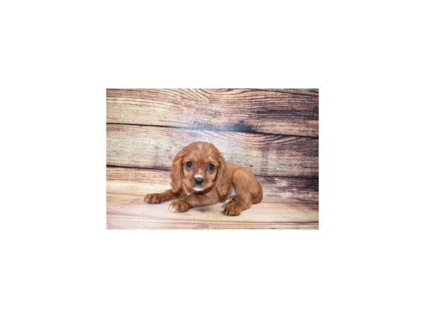 Cavalier King Charles Spaniel-DOG-Male-Ruby-148-PetCenter Old Bridge, New Jersey