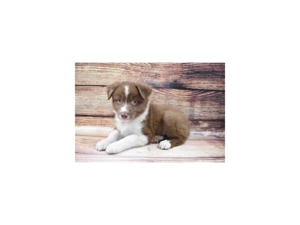 Australian Shepherd-DOG-Male-Red-149-PetCenter Old Bridge, New Jersey