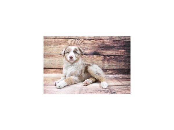 Australian Shepherd-DOG-Female-Red Merle-150-PetCenter Old Bridge, New Jersey