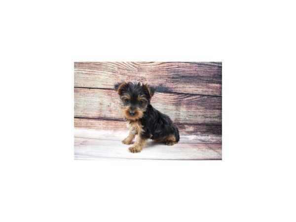 Yorkshire Terrier-DOG-Female-Black and Tan-152-PetCenter Old Bridge, New Jersey