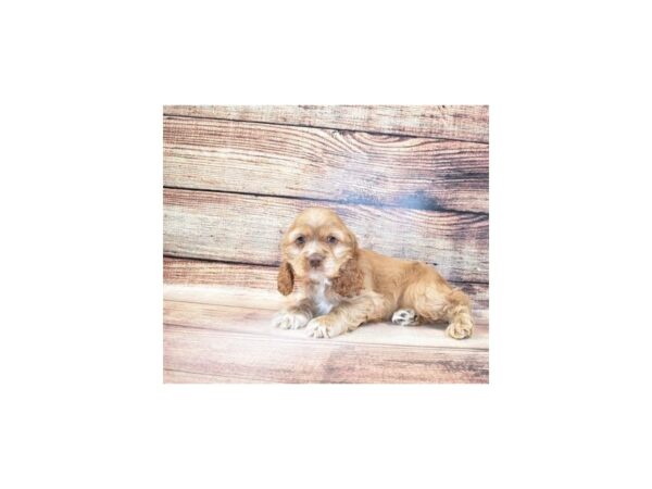 Cocker Spaniel-DOG-Male-Red-155-PetCenter Old Bridge, New Jersey