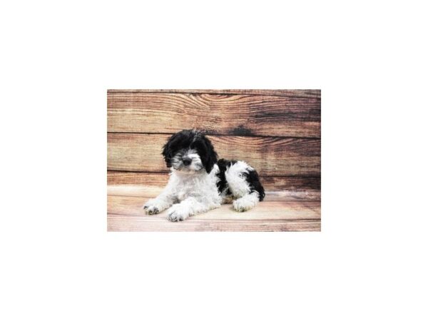Cockapoo-DOG-Male-Black and White-156-PetCenter Old Bridge, New Jersey