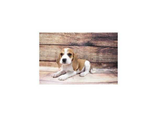 Beagle-DOG-Male-Red and White-157-PetCenter Old Bridge, New Jersey