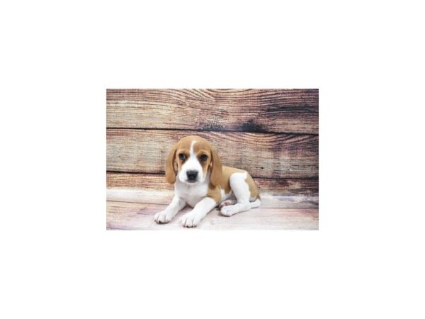 Beagle-DOG-Female-Red and White-158-PetCenter Old Bridge, New Jersey