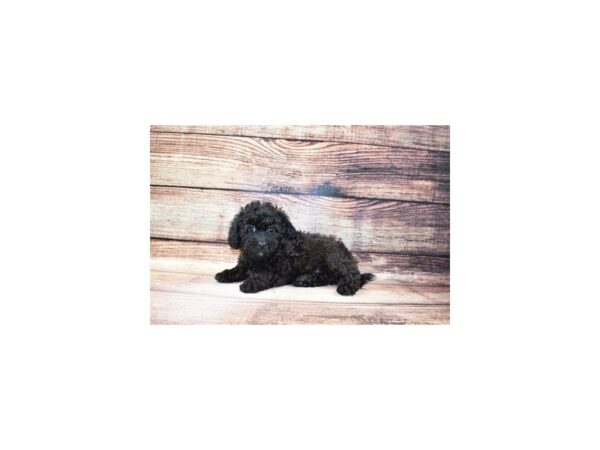 Shihpoo-DOG-Female-Black-159-PetCenter Old Bridge, New Jersey
