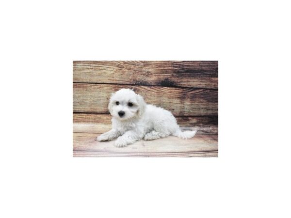 Maltese-DOG-Male-White-160-PetCenter Old Bridge, New Jersey