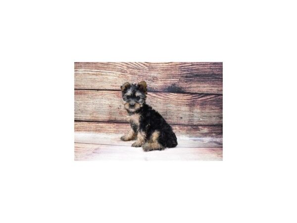 Yorkshire Terrier-DOG-Female-Black and Tan-161-PetCenter Old Bridge, New Jersey