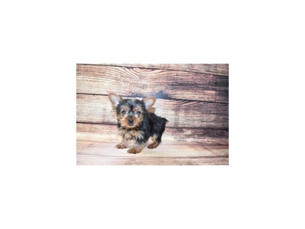 Yorkshire Terrier-DOG-Female-Black and Gold-165-PetCenter Old Bridge, New Jersey