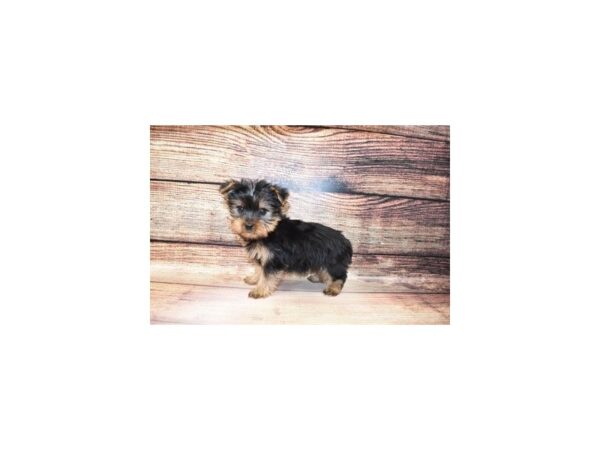 Yorkshire Terrier-DOG-Male-Black and Tan-166-PetCenter Old Bridge, New Jersey