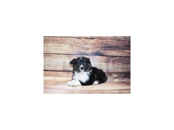 Miniature Australian Shepherd-DOG-Female-Black White and Brown-167-PetCenter Old Bridge, New Jersey