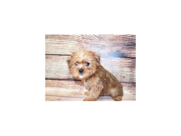 Griffonshire-DOG-Male-Gold-168-PetCenter Old Bridge, New Jersey